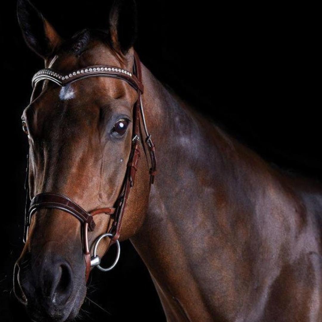 Collegiate ComFiTec Patent Bridle