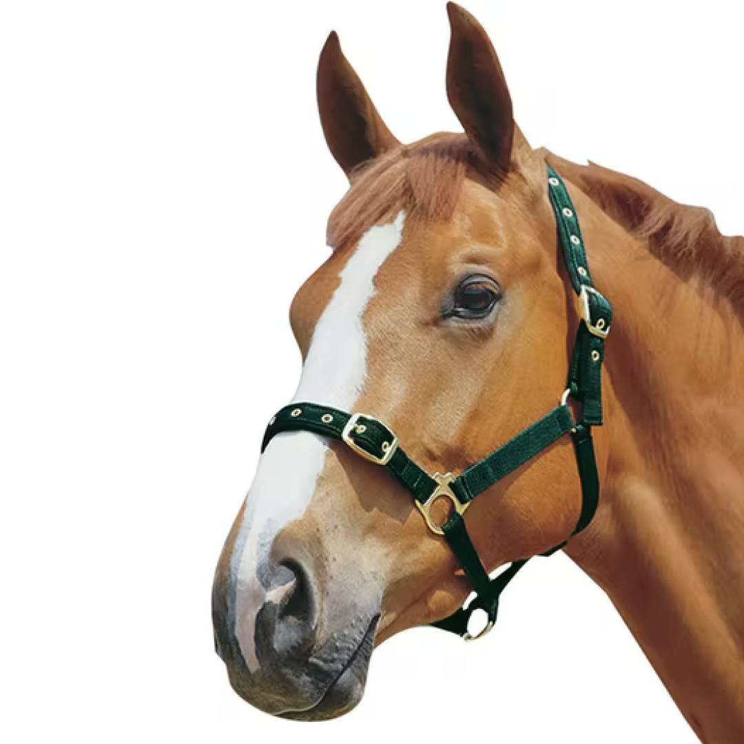 Roma Padded Jersey Head Collar