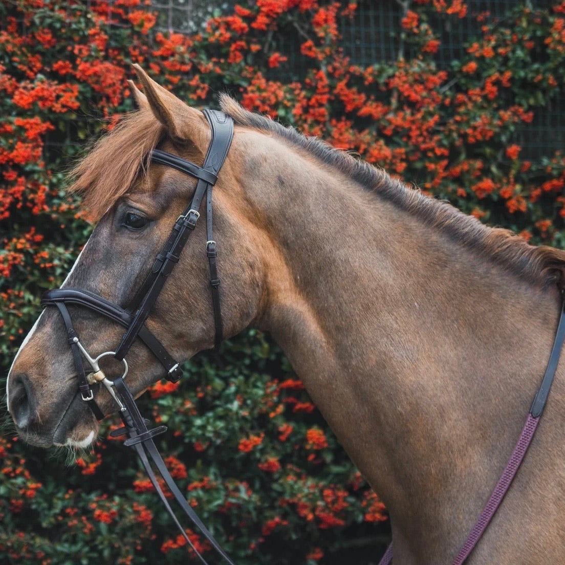Mackey Legend Athena Bridle