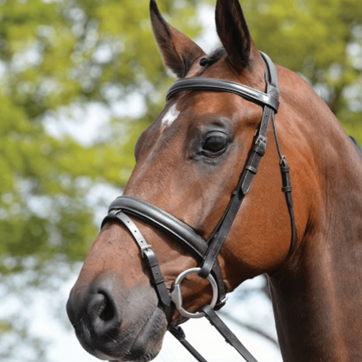 Kincade Padded Headpiece Flash Bridle