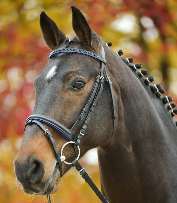 Waldhausen Star Diamond Bridle