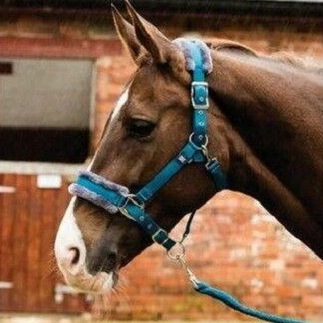Mark Todd Fleece Lined Headcollar with Leadrope