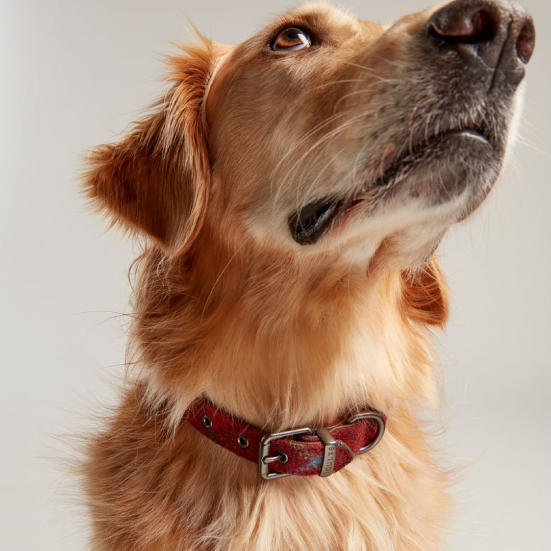 Joules Heritage Tweed Leather Collar
