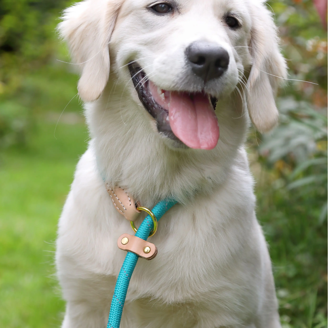 Shires Digby & Fox Reflective Slip Dog Lead