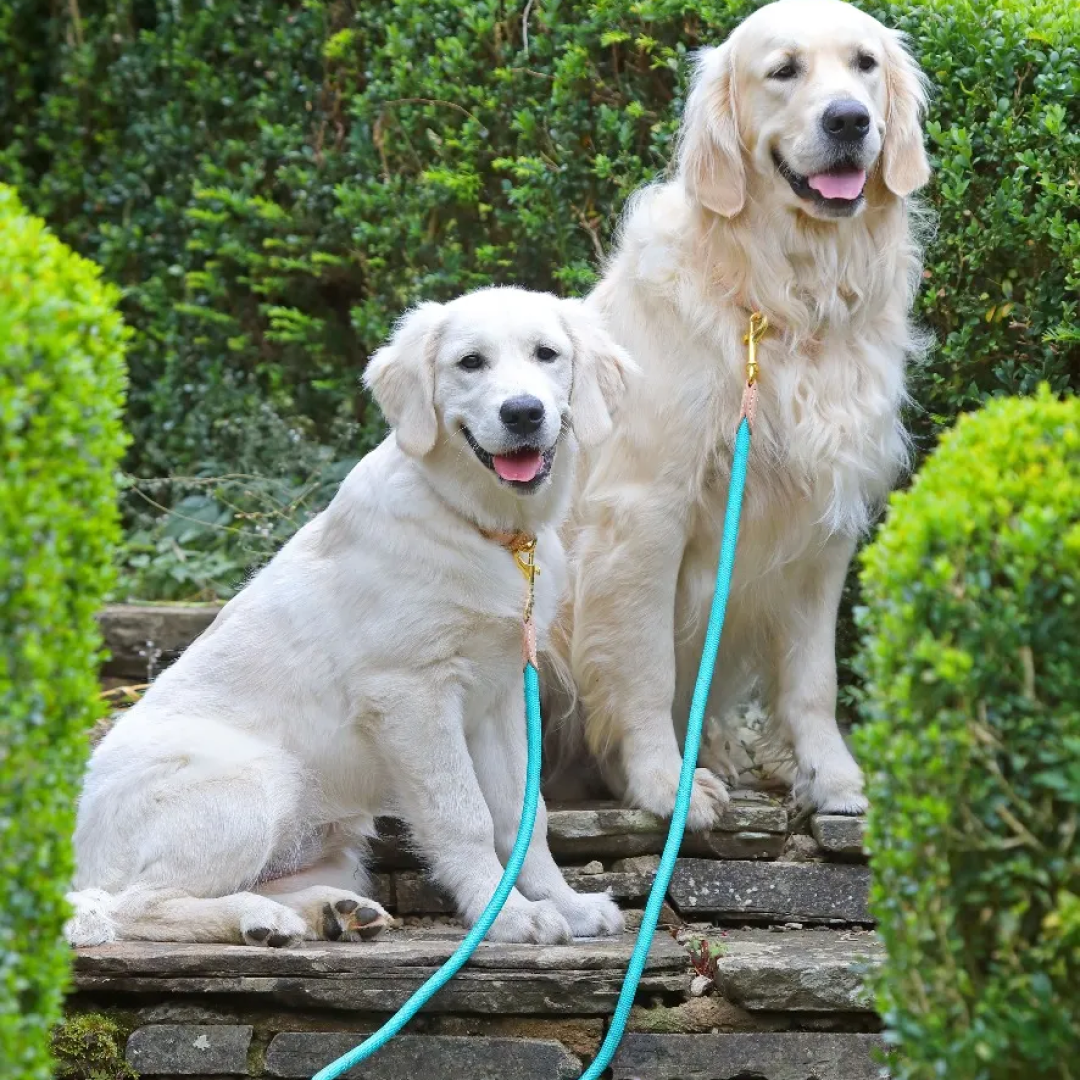 Shires Digby & Fox Reflective Dog Lead