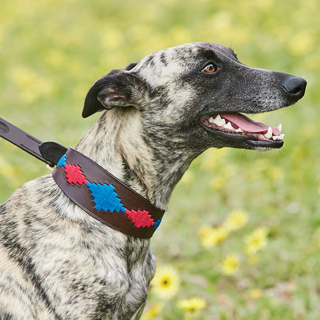 Weatherbeeta Lurcher Polo Leather Dog Collar