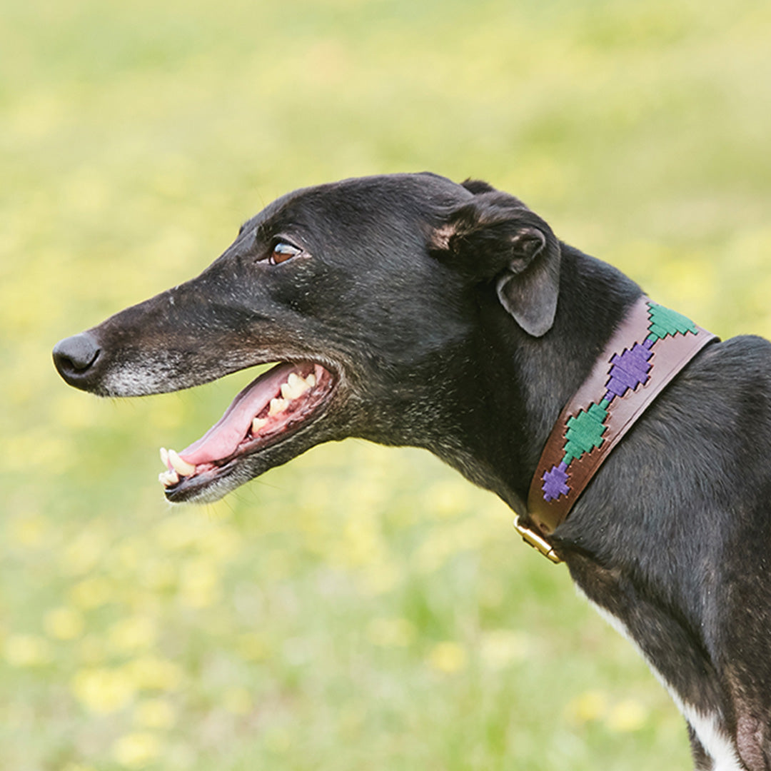 Weatherbeeta Lurcher Polo Leather Dog Collar
