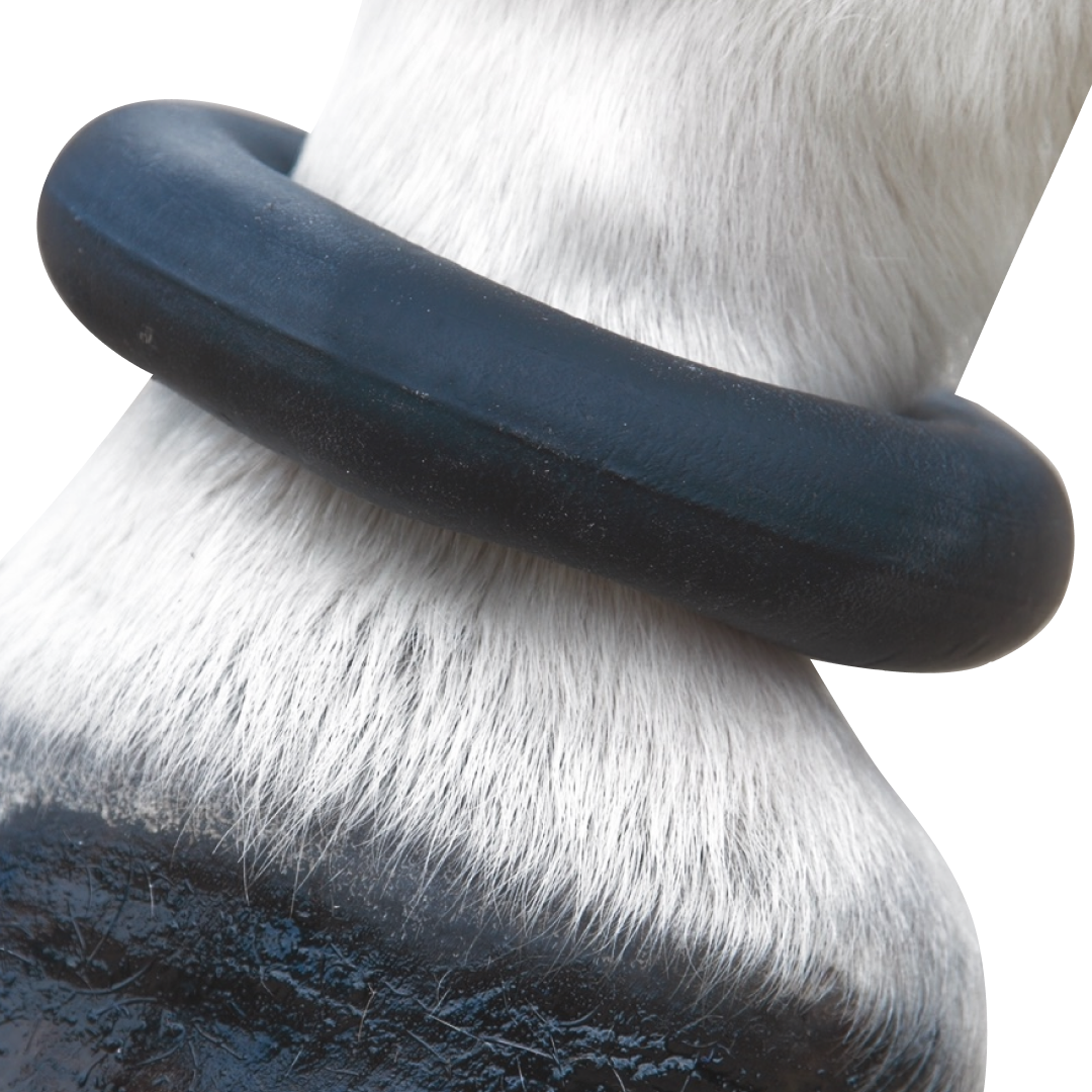 Anillo de fetlock de shires