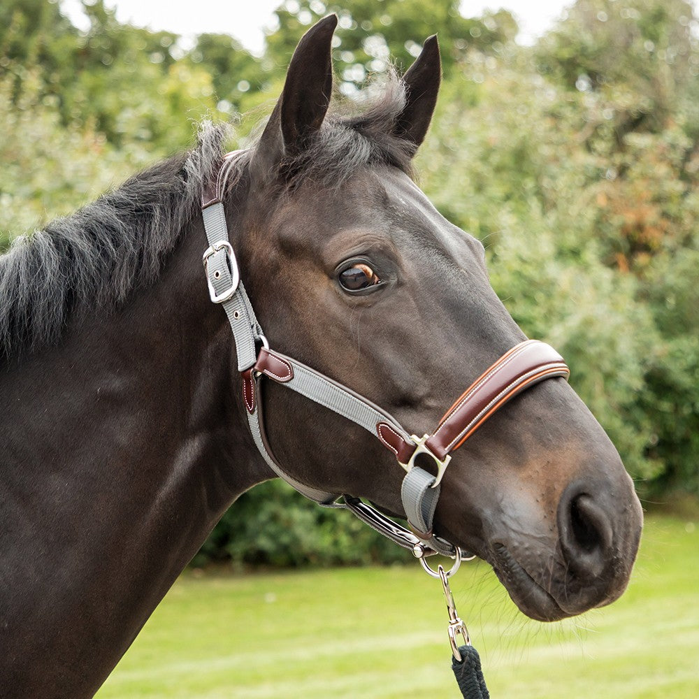 KM Elite Leather Webbing London Headcollar