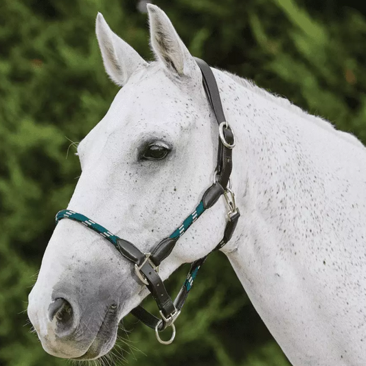 Kincade Leather Rope Head Collar