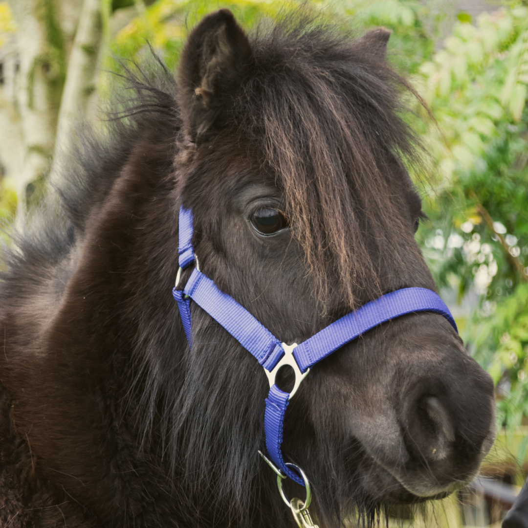 GS Equestrian Economy Head Collar