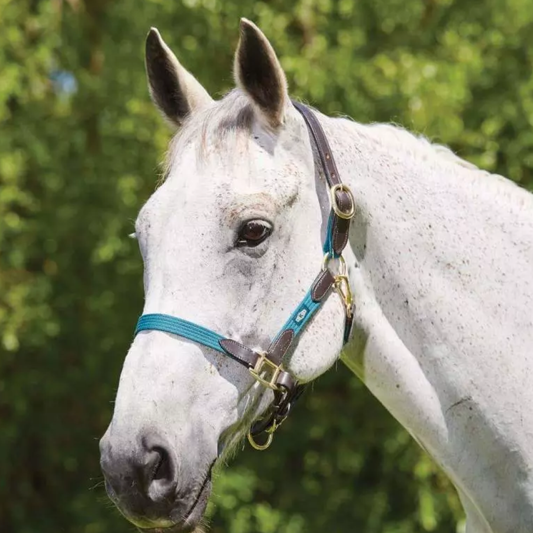Kincade Leather Web Headcollar