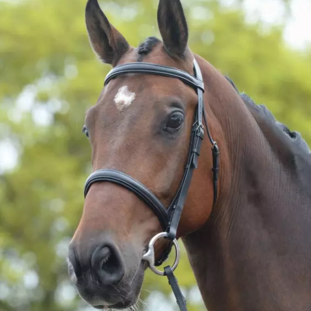 Kincade Raised Cavesson Bridle