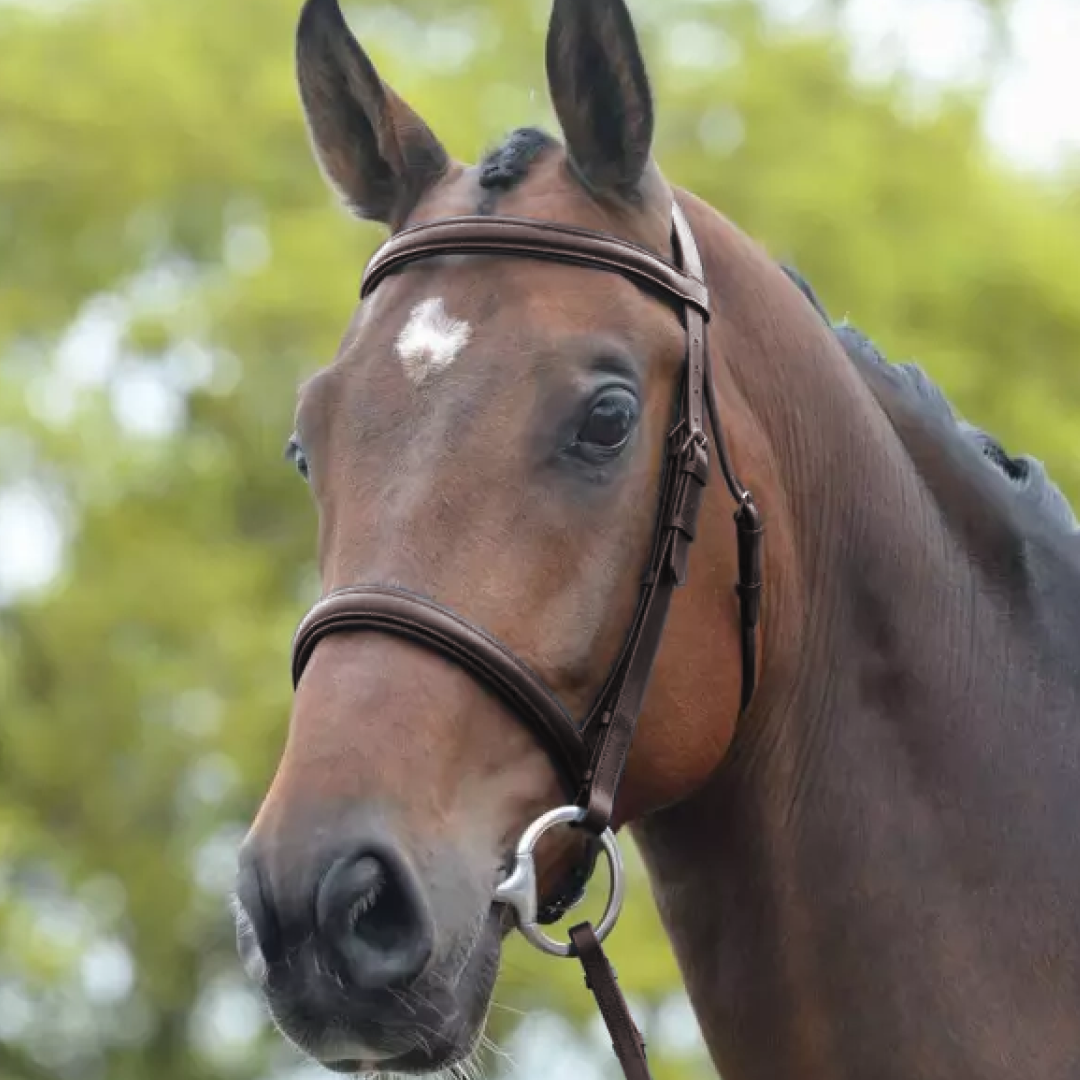Kincade Raised Cavesson Bridle