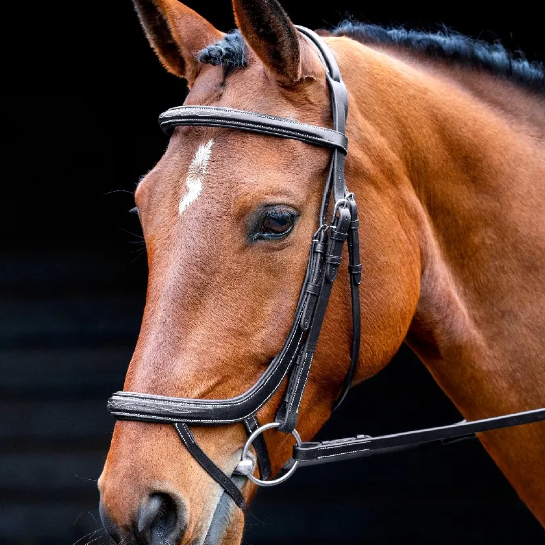 Shires Salisbury Buckingham Bridle