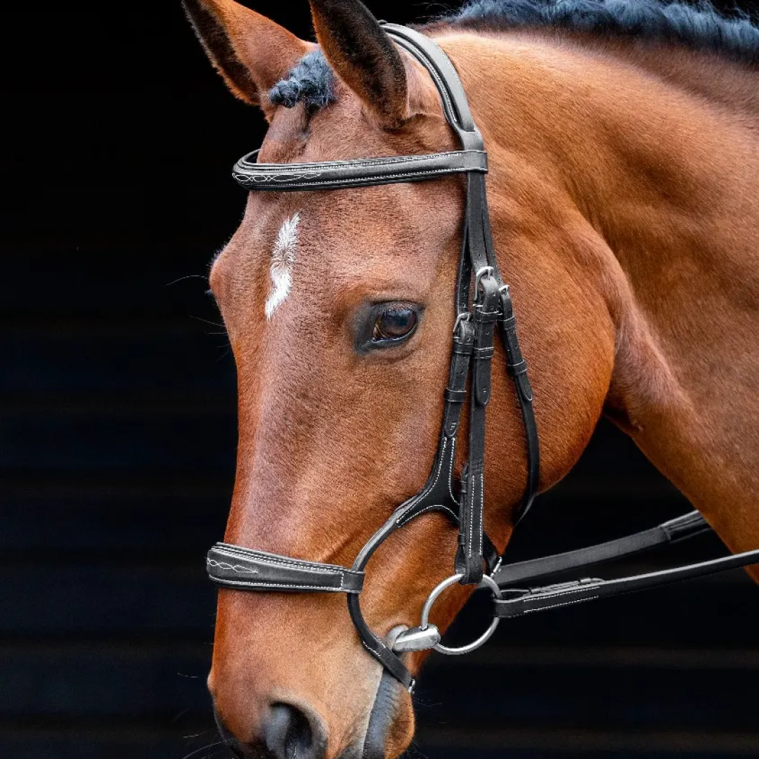 Shires Salisbury Brampton Bridle