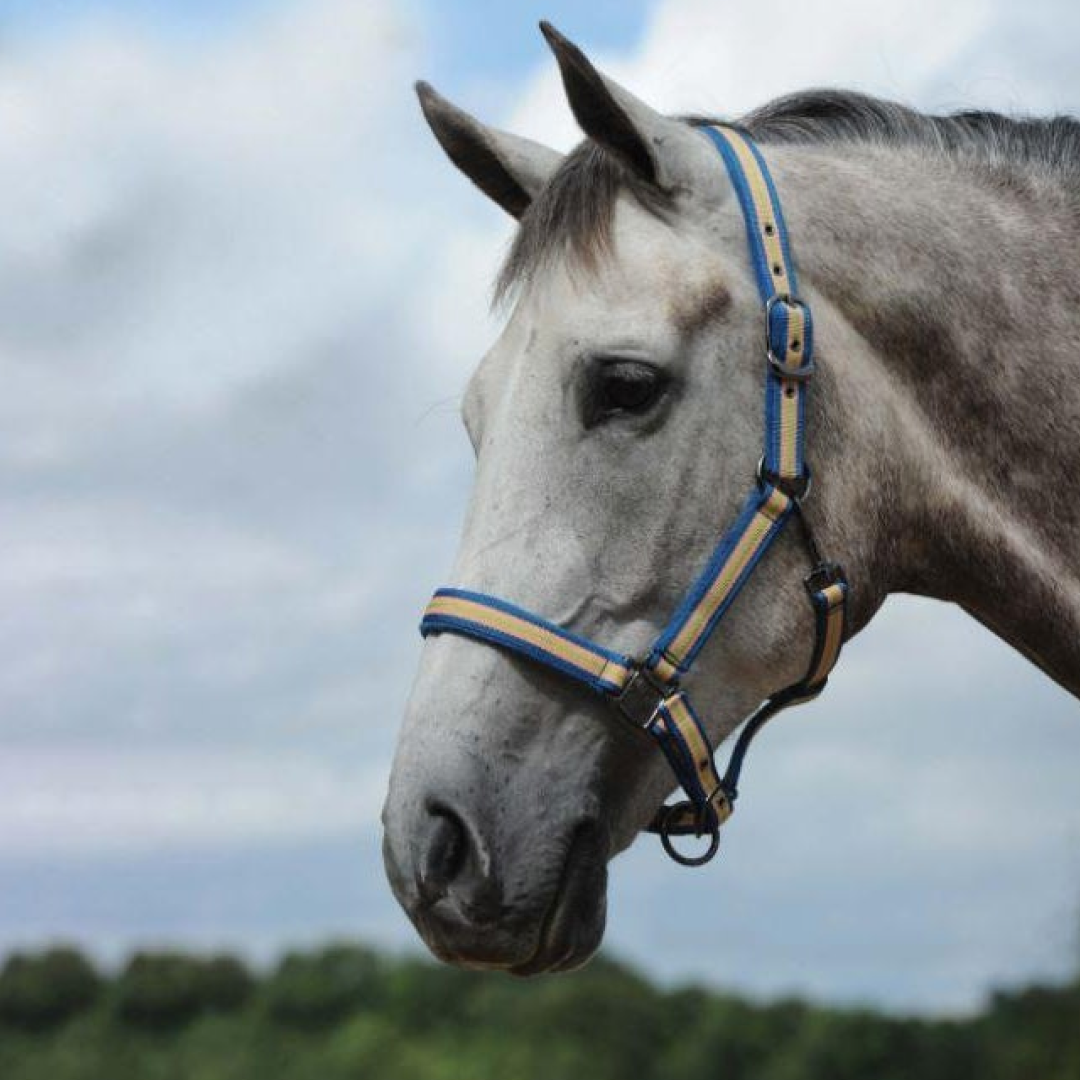 Weatherbeeta Coordinate Headcollar