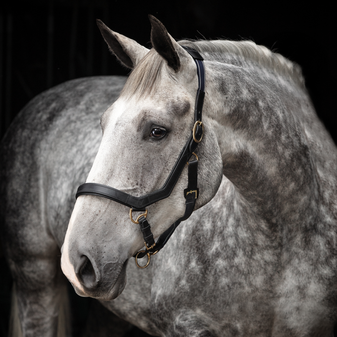 Horseware Ireland Rambo Micklem Headcollar