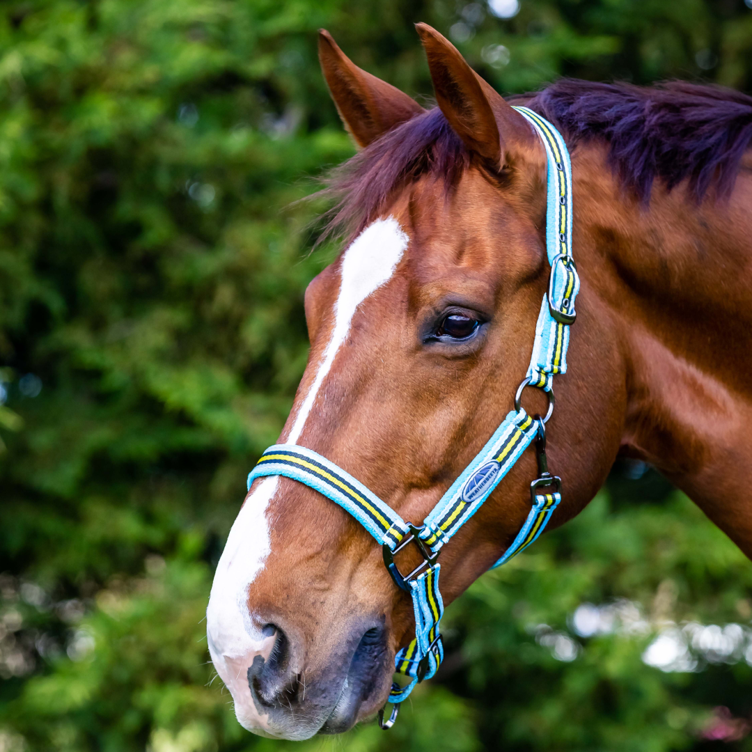 Weatherbeeta Coordinate Headcollar