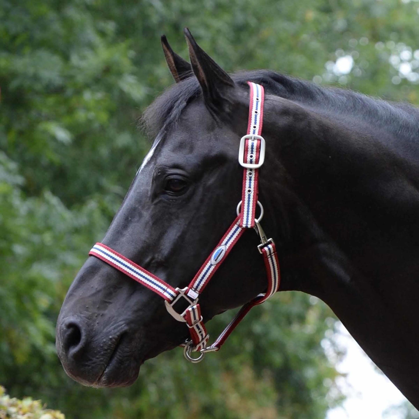 Weatherbeeta Coordinate Headcollar