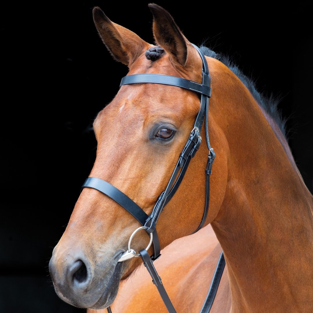 Shires Salisbury Berrington Bridle