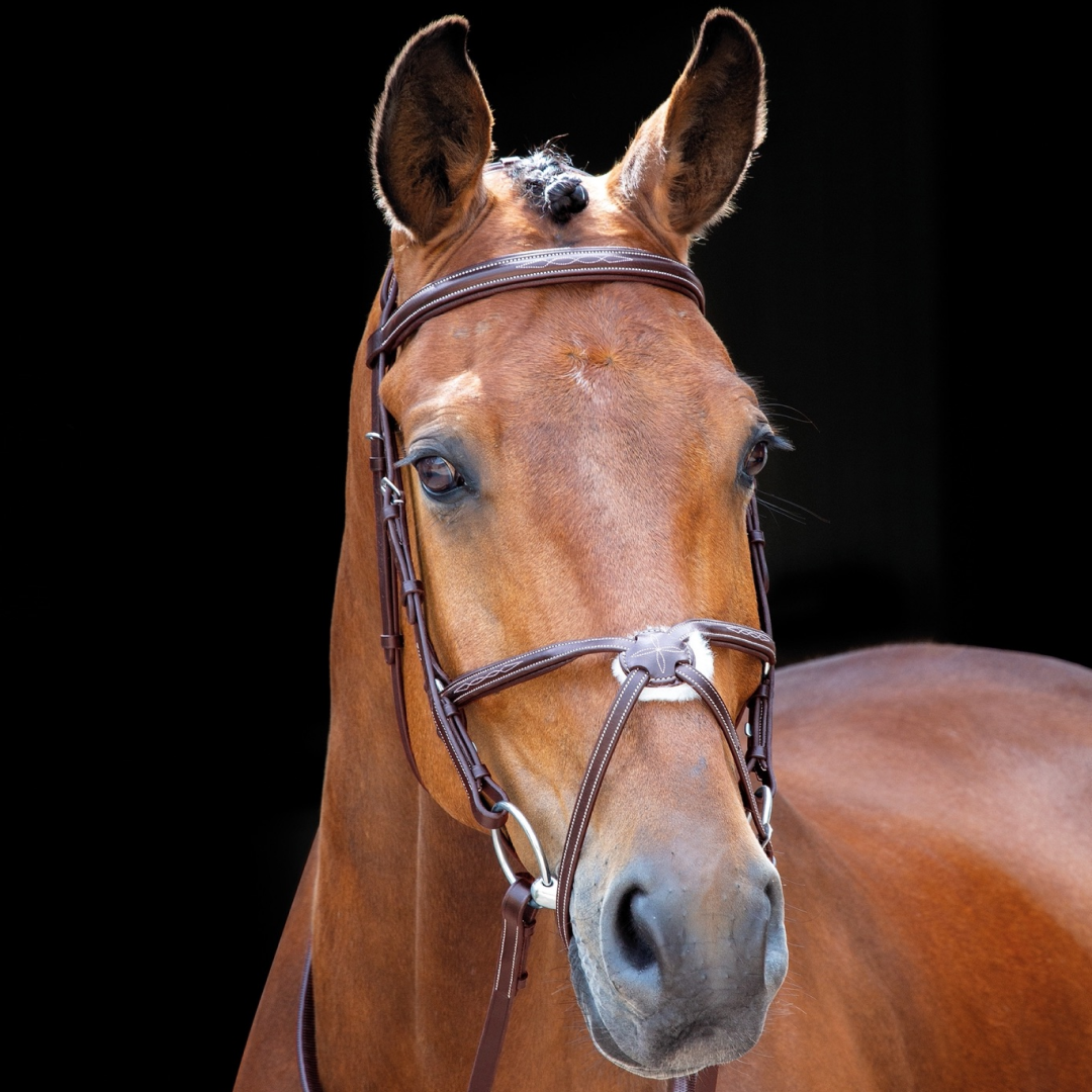 SHIRES Salisbury Brackley Mexican Grackle Bridle
