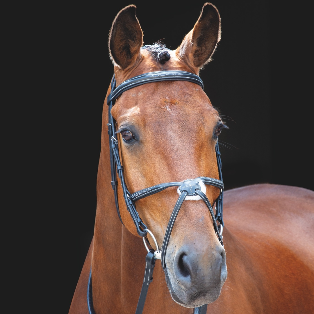 SHIRES Salisbury Brackley Mexican Grackle Bridle