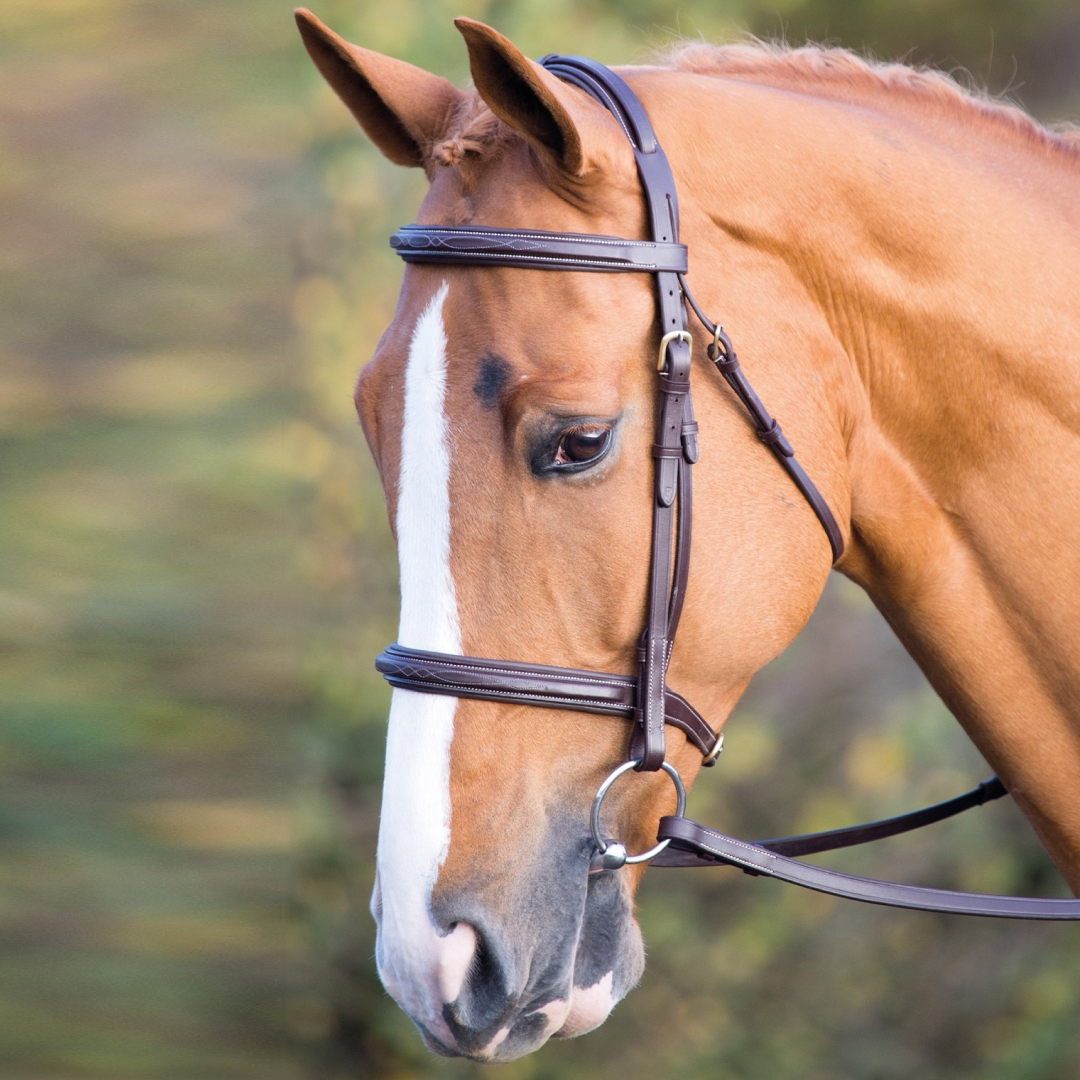 SHIRES Salisbury Fairford Cavesson Bridle