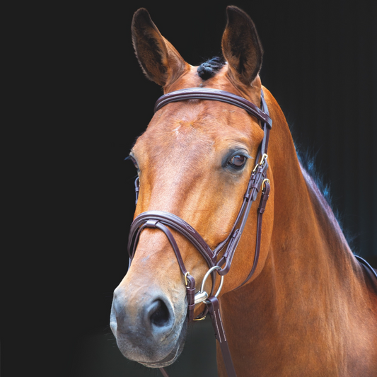 SHIRES Salisbury Bodenham Flash Bridle