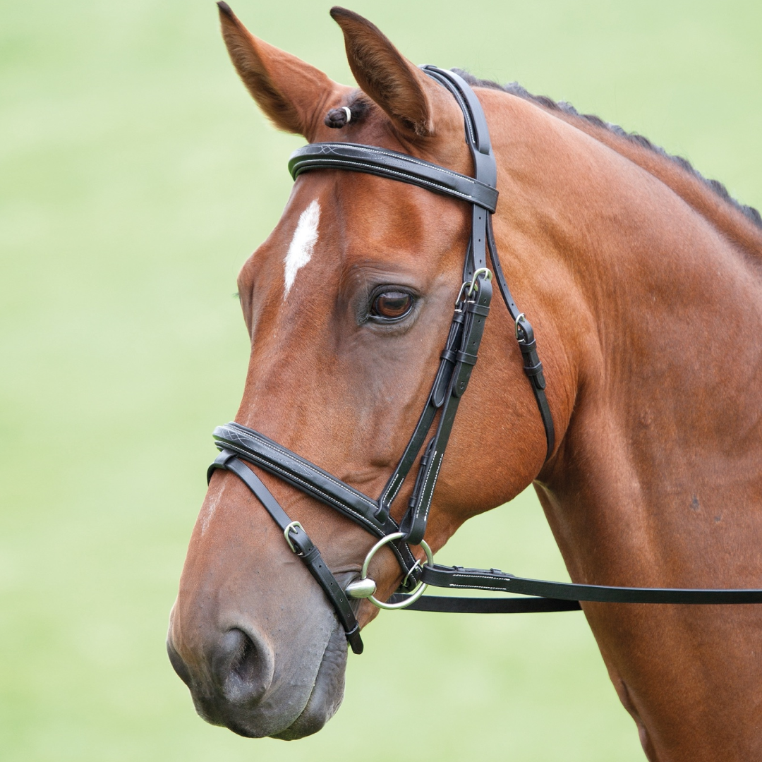 SHIRES Salisbury Bodenham Flash Bridle