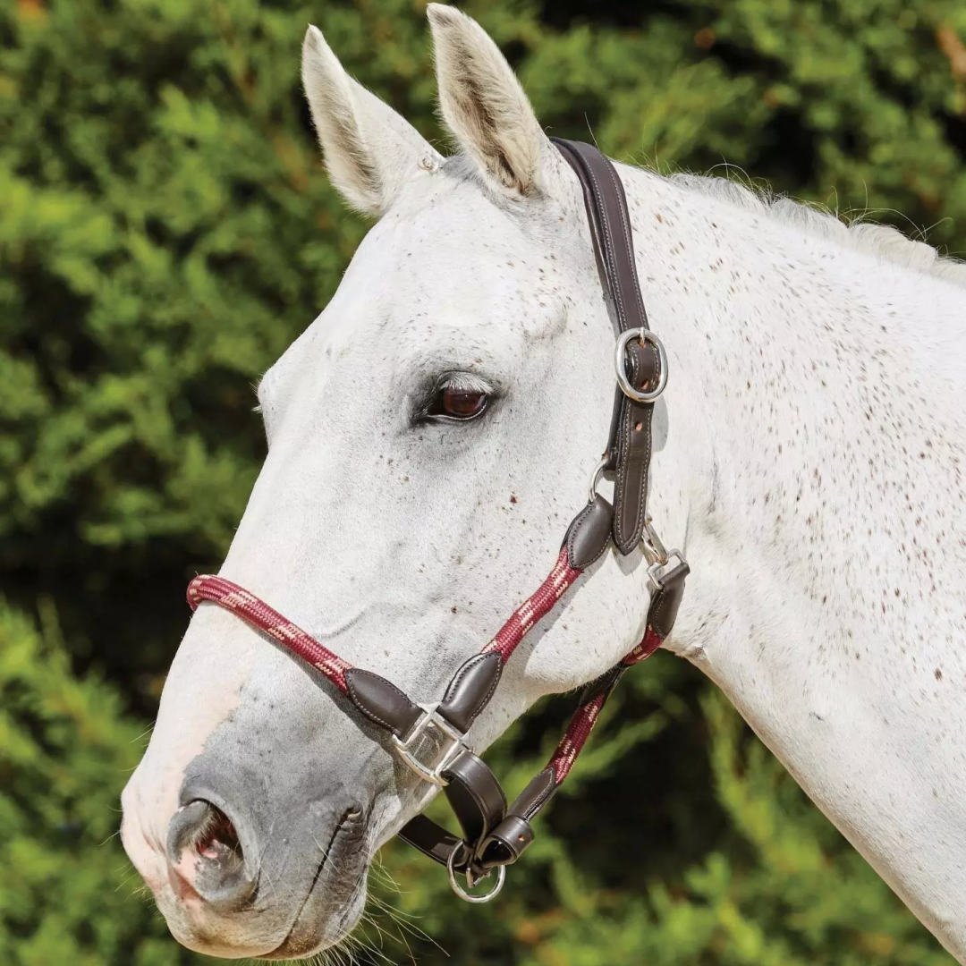 Kincade Leather Rope Head Collar