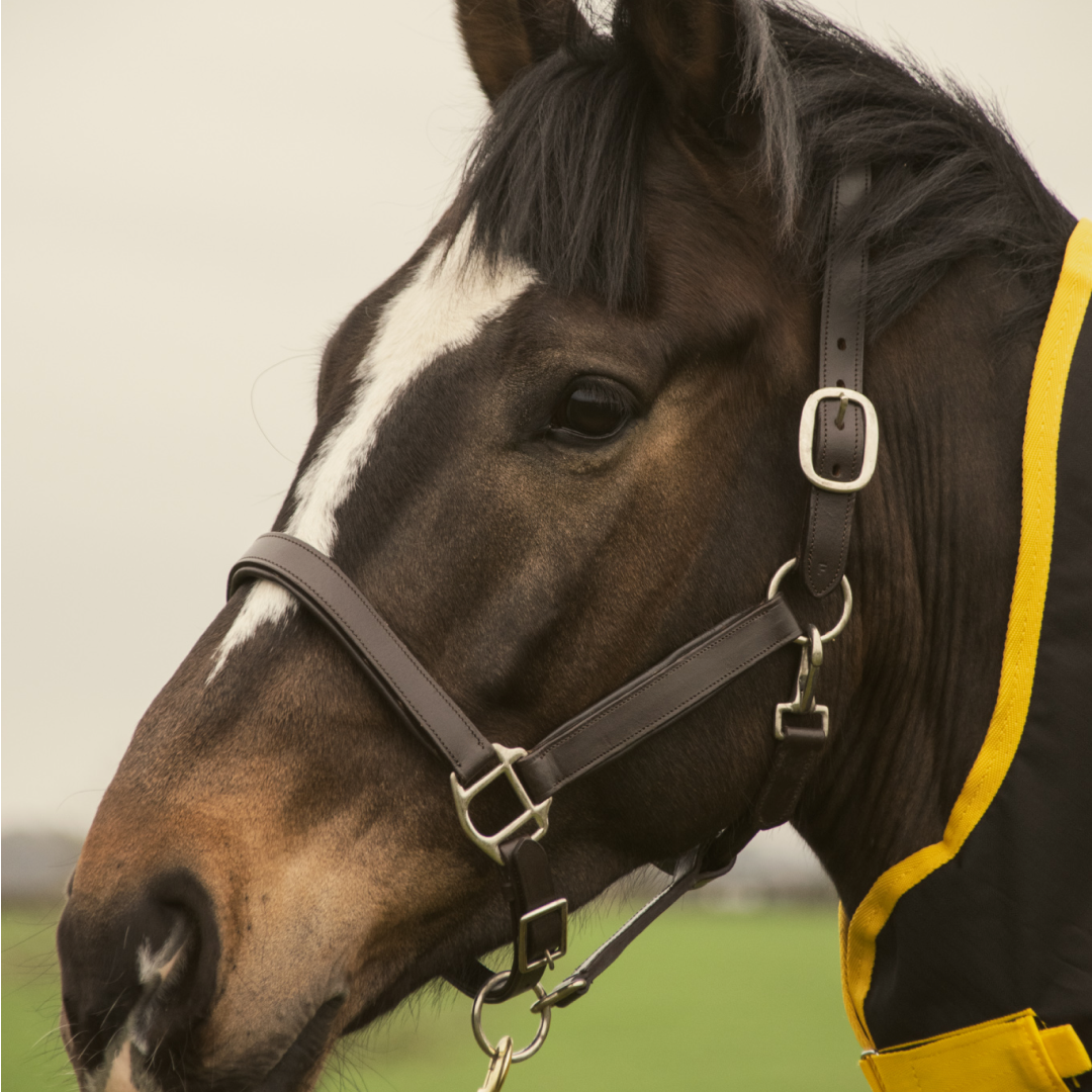 GS Equestrian Leather Padded Head Collar
