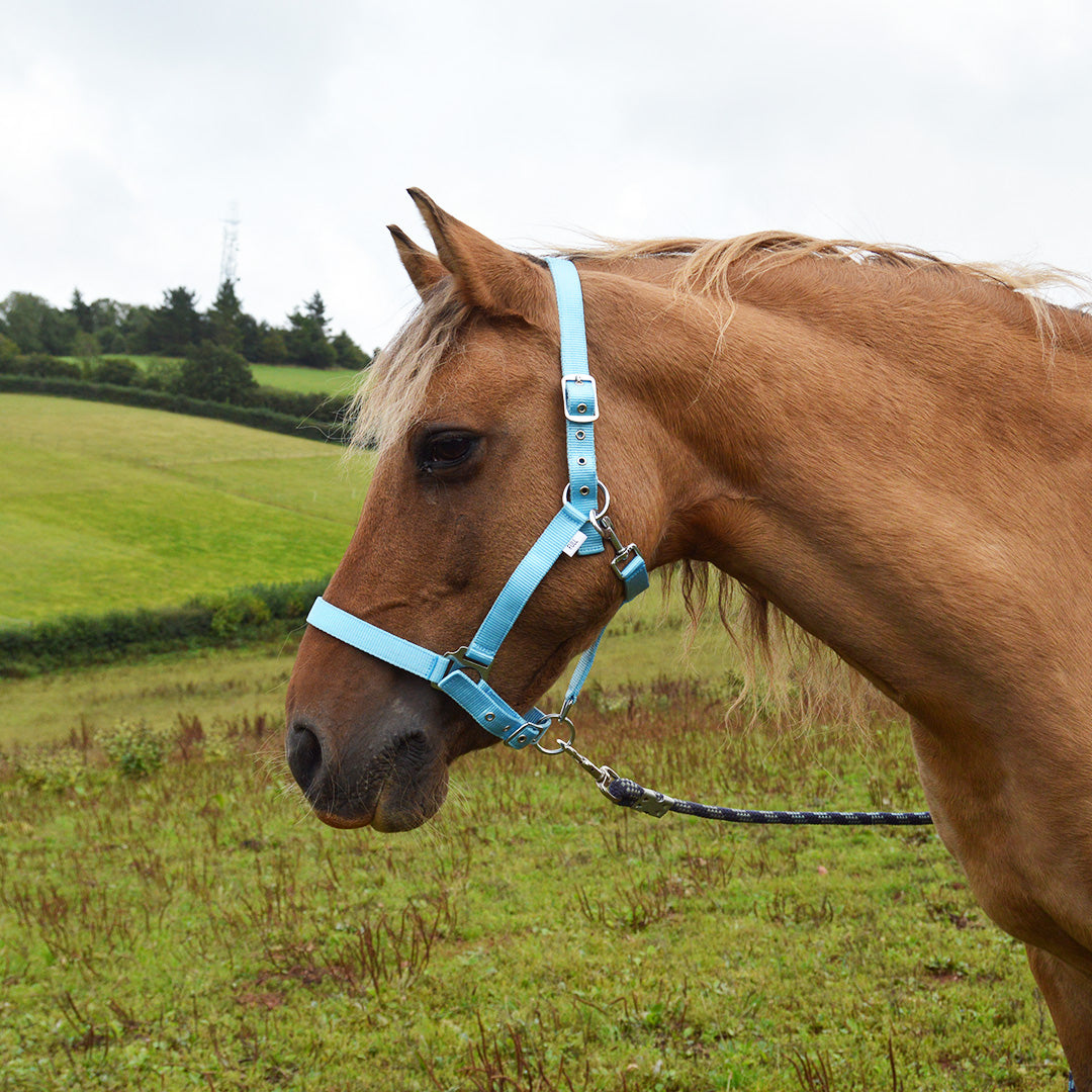 GS Equestrian Economy Head Collar