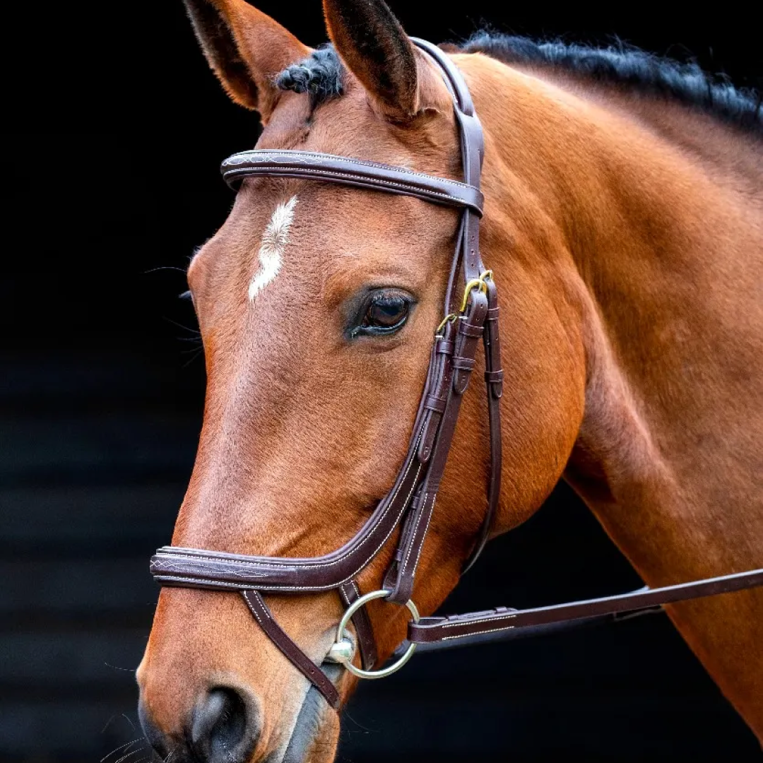 Shires Salisbury Buckingham Bridle