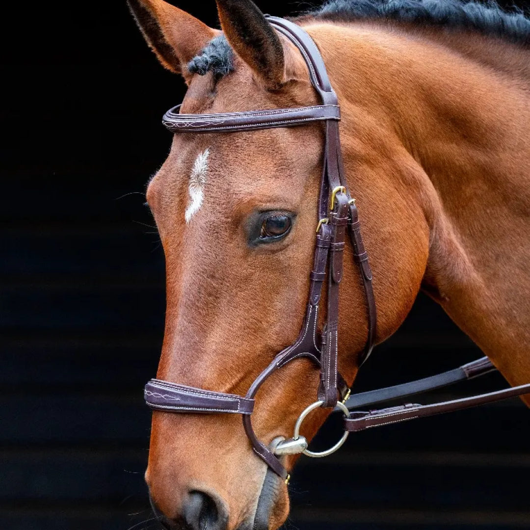 Shires Salisbury Brampton Bridle