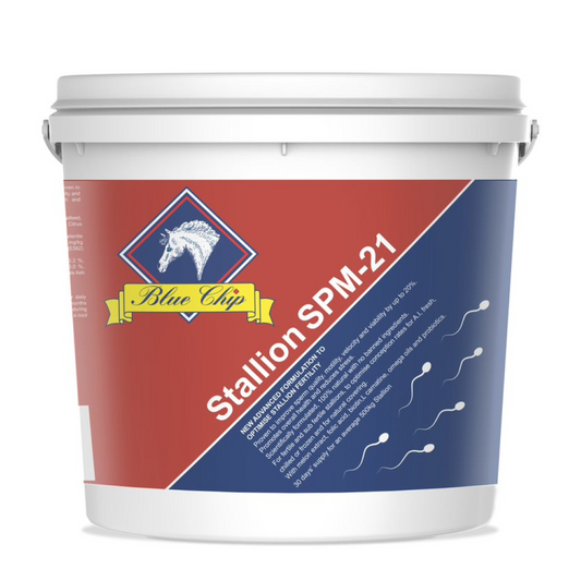 Blue Chip Stallion SPM-21