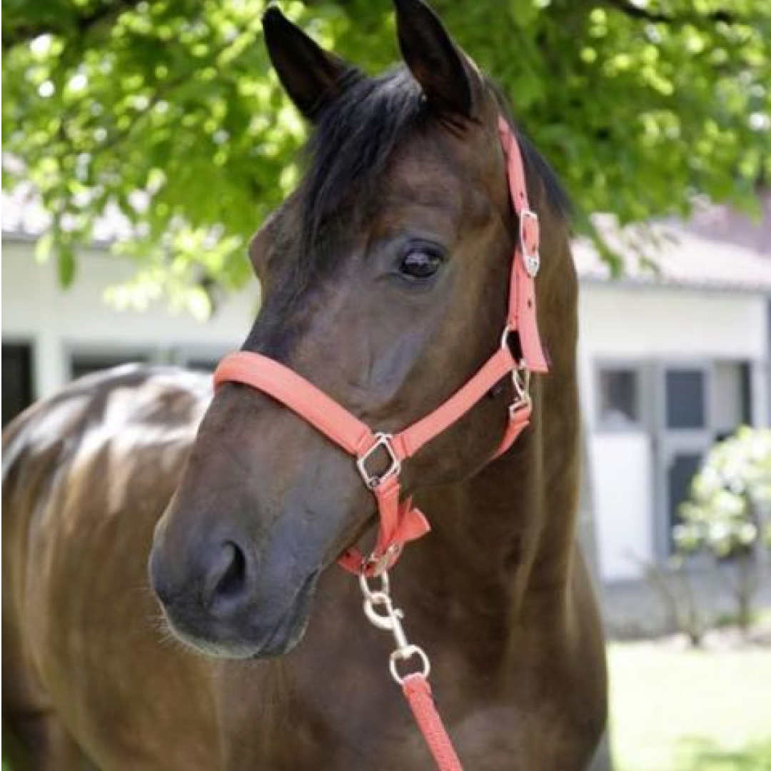 Covalliero Halter