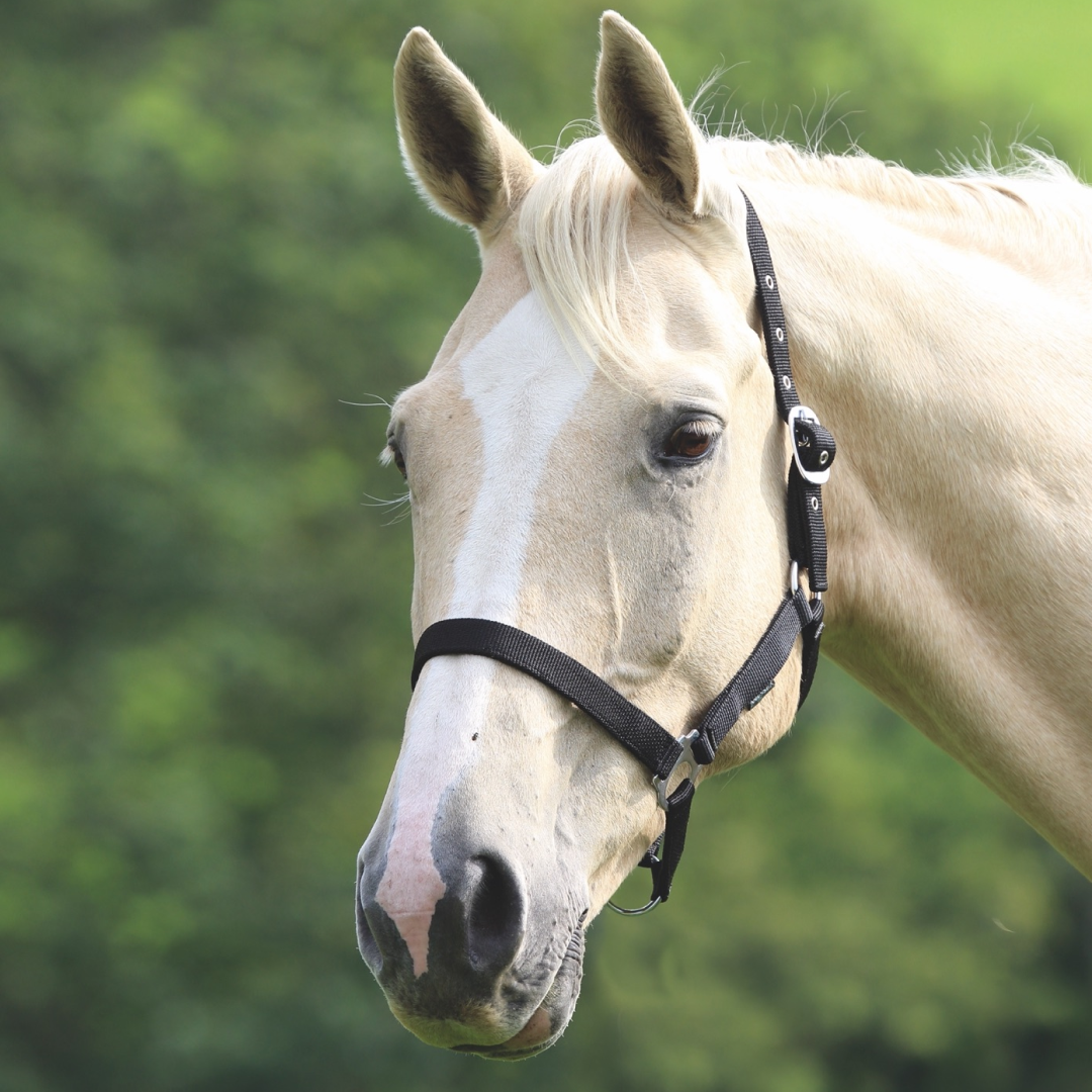 Shires Wessex Headcollar