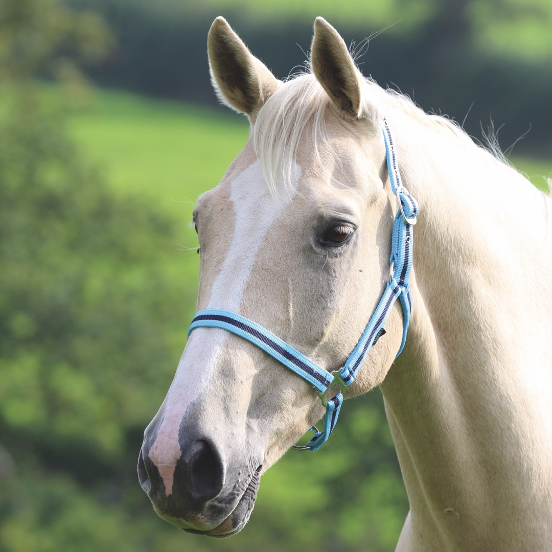 Shires Wessex Headcollar