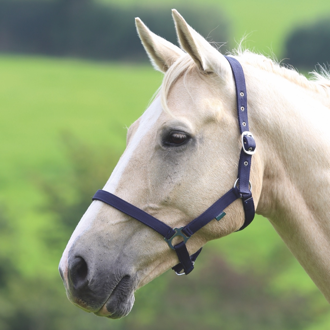 Shires Wessex Headcollar
