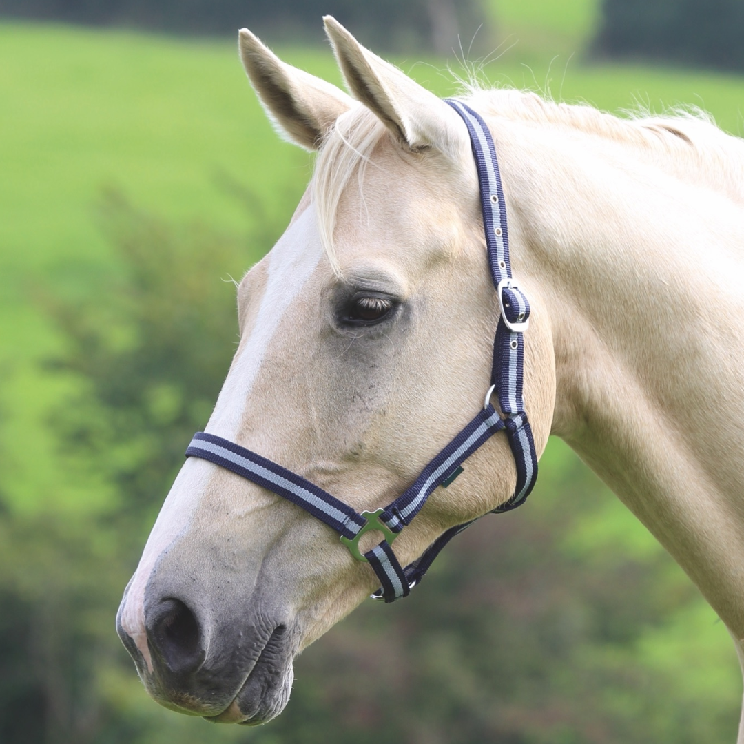 Shires Wessex Headcollar