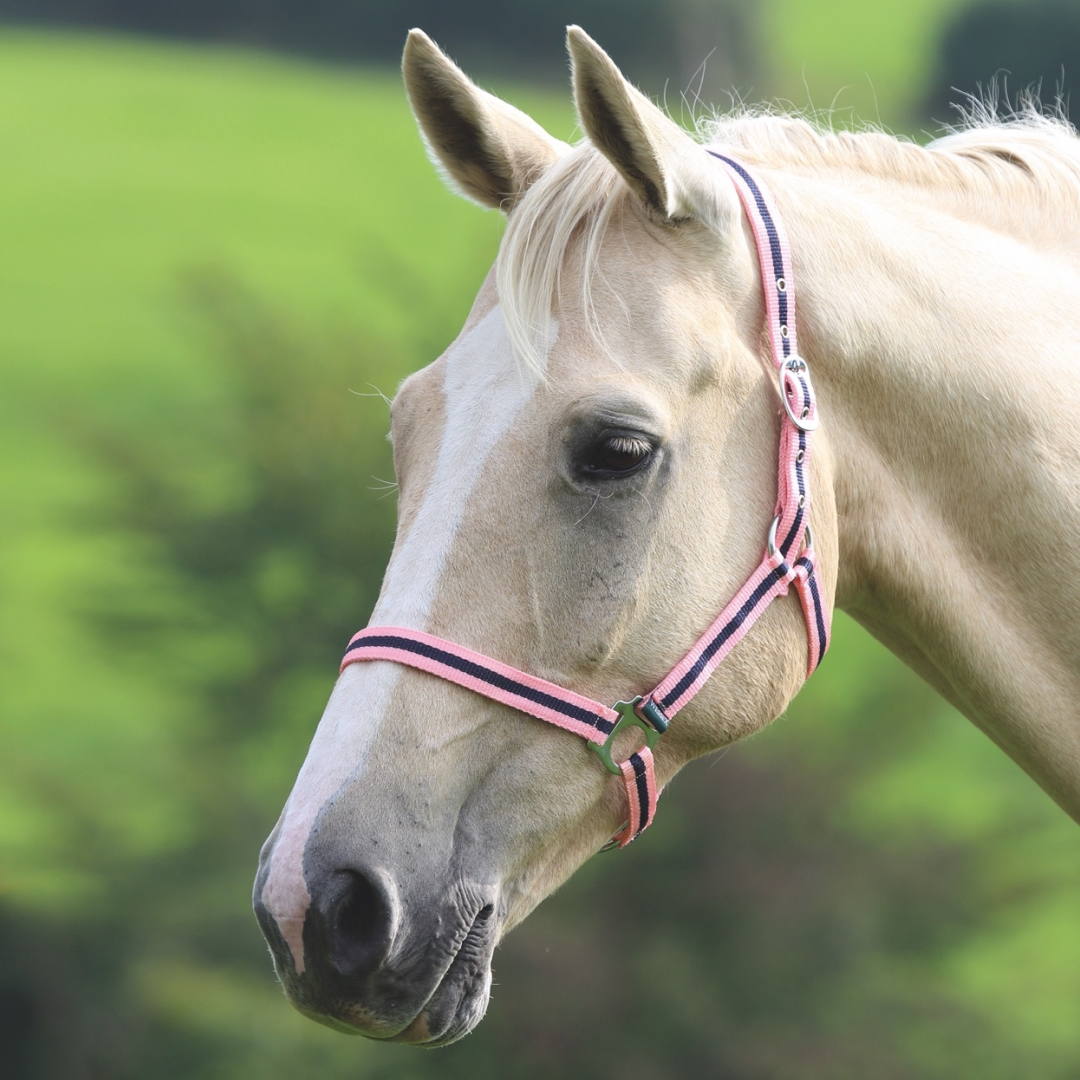 Shires Wessex Headcollar