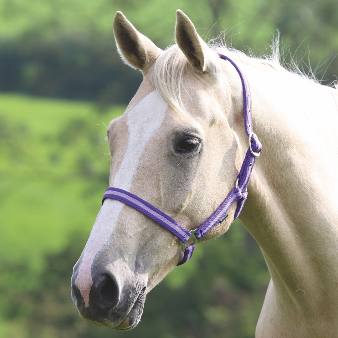 Shires Wessex Headcollar