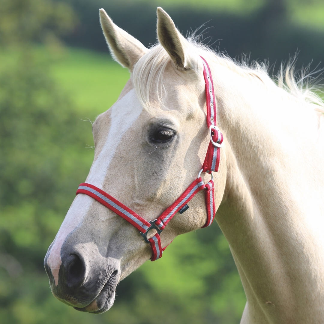 Shires Wessex Headcollar