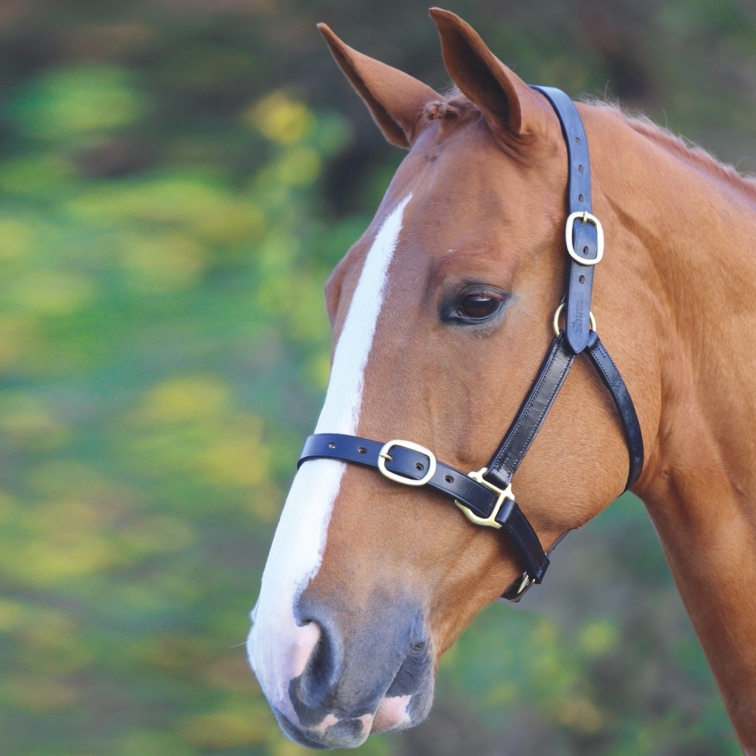 SHIRES VELOCITI GARA COLETRO DE CUERO TOTALMENTE AJUSTABLE
