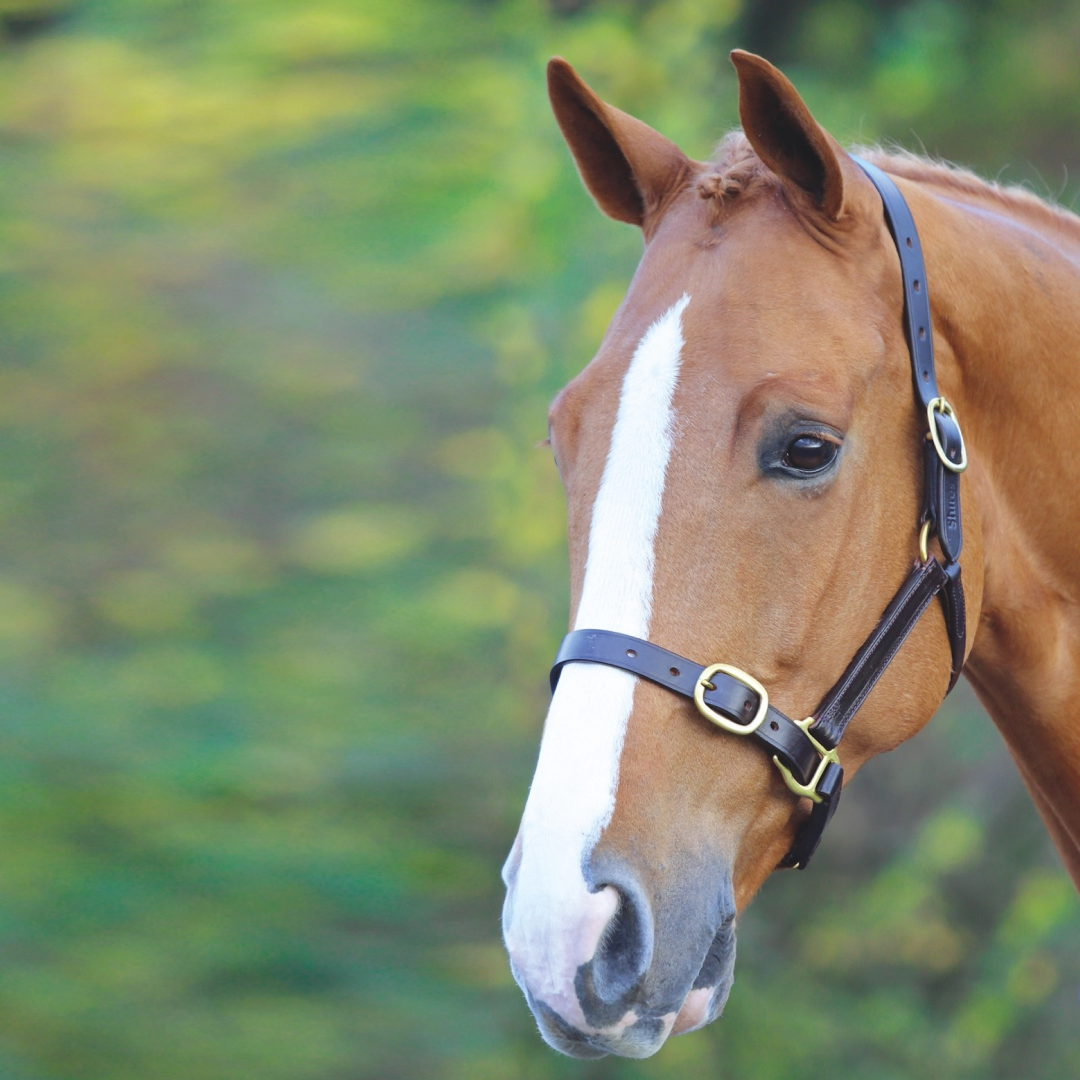 SHIRES VELOCITI GARA COLETRO DE CUERO TOTALMENTE AJUSTABLE