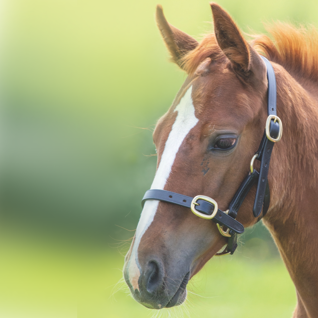 SHIRES Velociti Gara Potreno de cuero ajustable HEADCOLAR