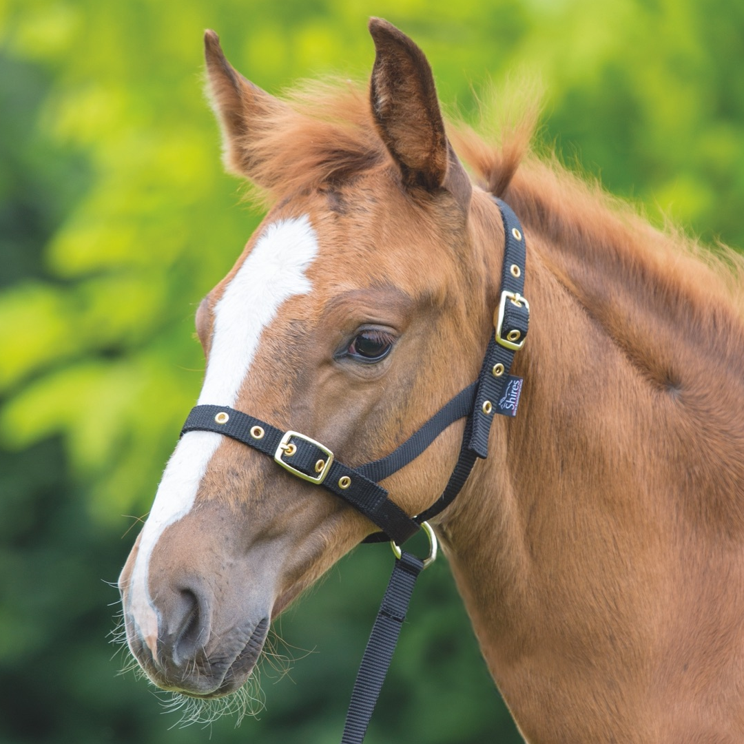 Shires Nylon Foal Slip