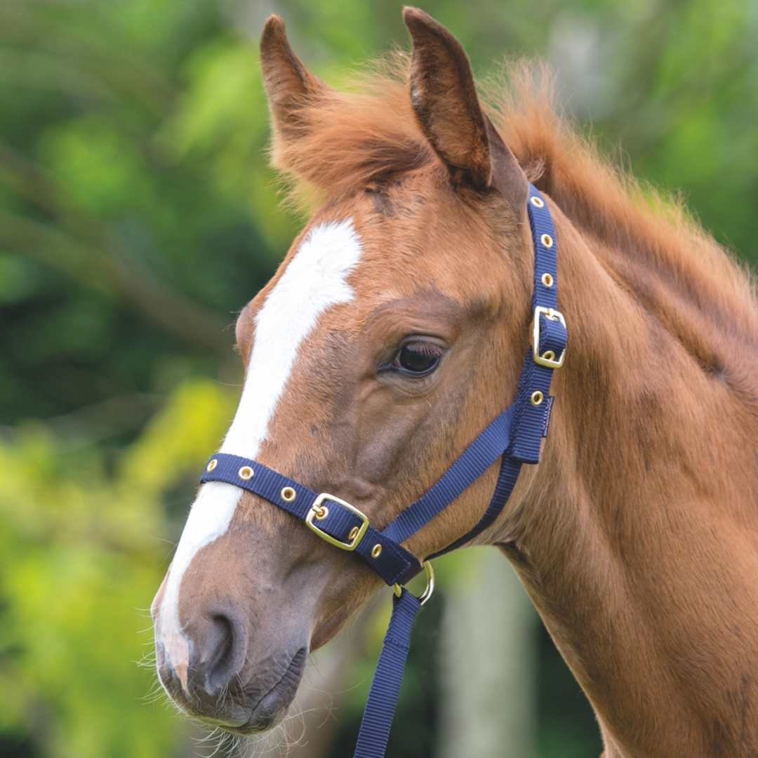 Shires Nylon Foal Slip