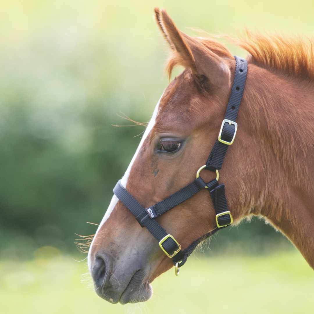 SHIRES Potres de nylon HeadcoloLar